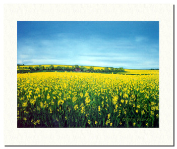 YellowFieldGC.jpg (44411 bytes)